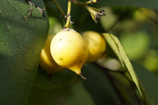 Ehretia acuminata obovata vrucht