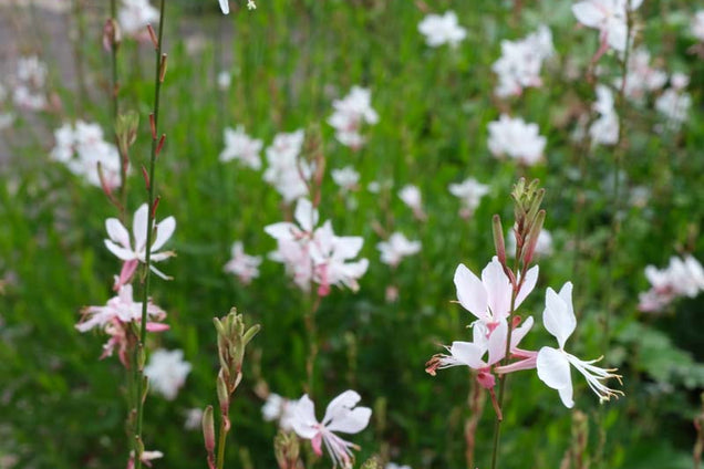 Gaura lindheimeri 'Whirling Butterflies' bloem