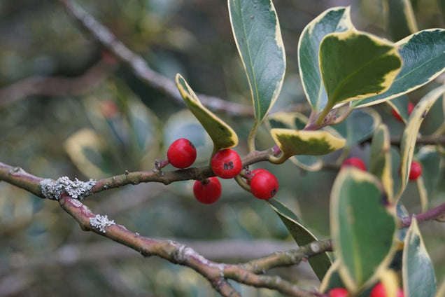 Ilex aquifolium 'Handsworth New Silver' bloem