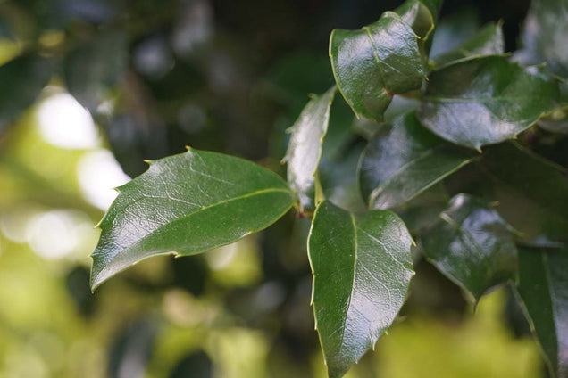 Ilex meserveae 'Mesid' blad