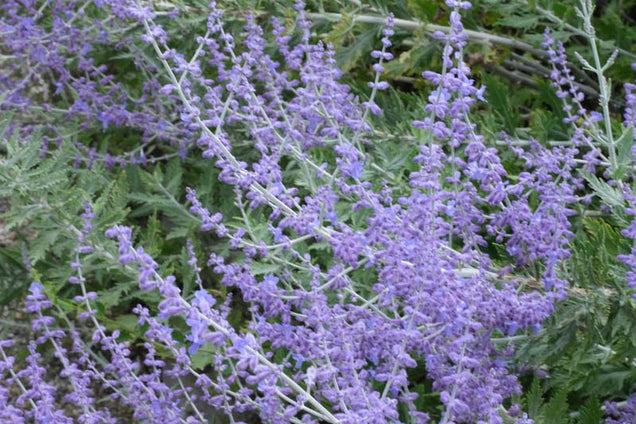 Perovskia 'Blue Spire' bloem