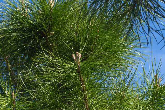 Pinus pinea