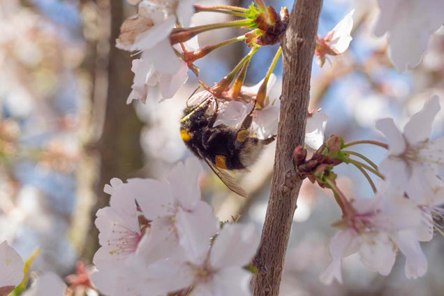Prunus nipponica 'Brillant' bloem