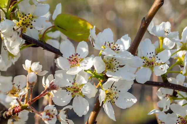 Pyrus communis 'Williams' bloesem