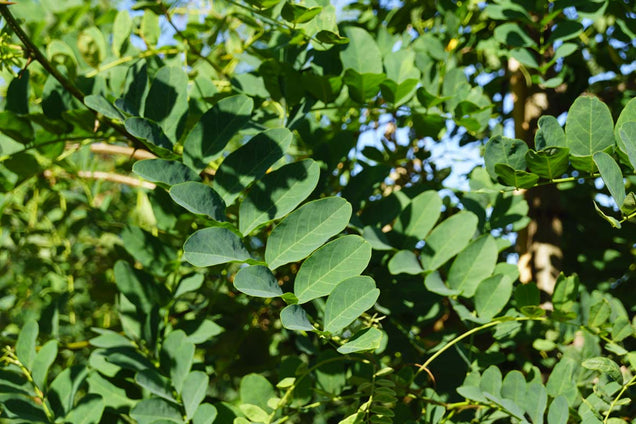 Robinia pseudoacacia 'Nyirségí' blad