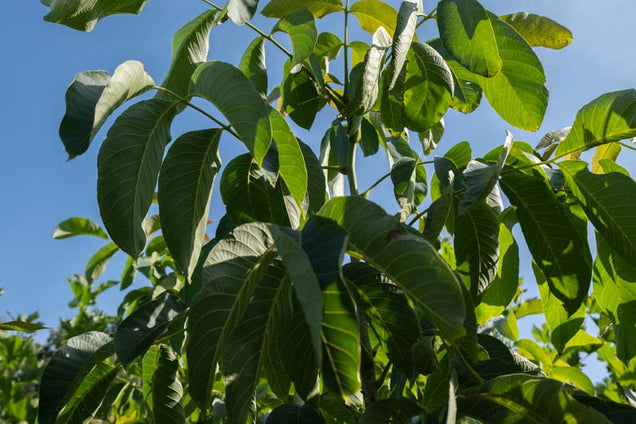 Juglans regia 'Plovdivski' twijg