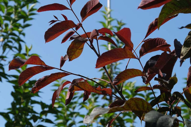 Juglans regia 'Purpurea' twijg