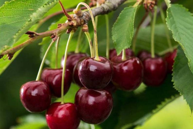 Prunus avium 'Bigarreau Burlat' vrucht