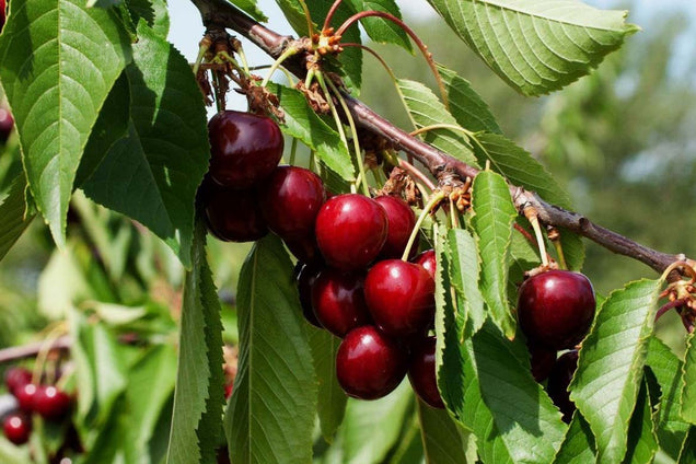 Prunus avium 'Hedelfinger Riesenkirsche' vrucht