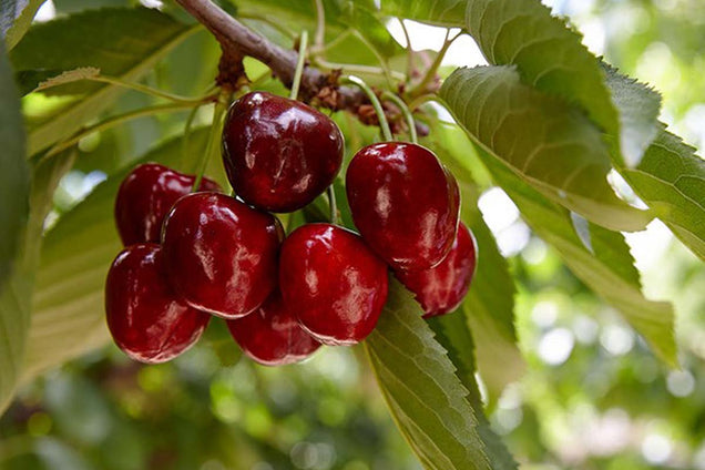 Prunus avium 'Regina' vrucht