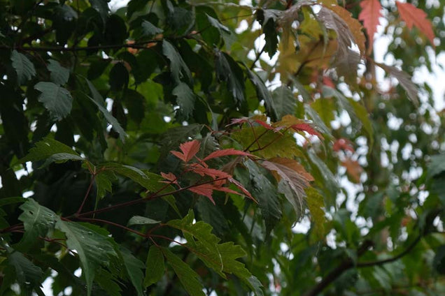Acer cissifolium blad