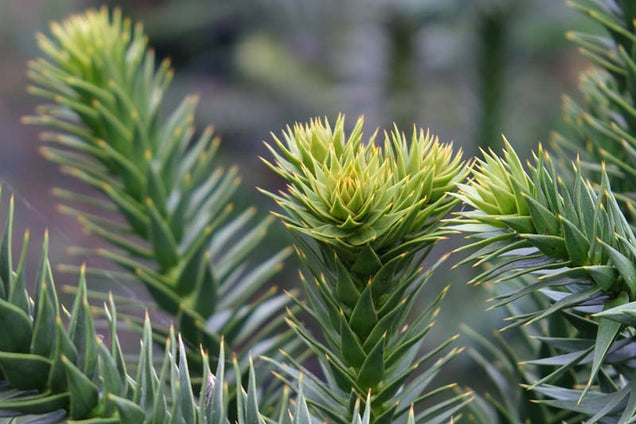 Araucaria araucana blad