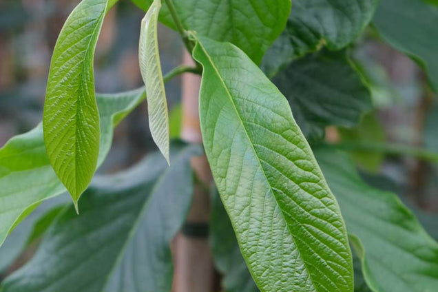 Asimina triloba blad