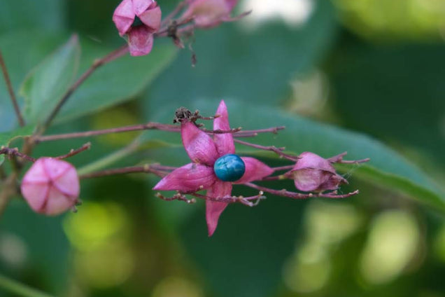 Clerodendrum trichotomum 'Purple Blaze' bloem