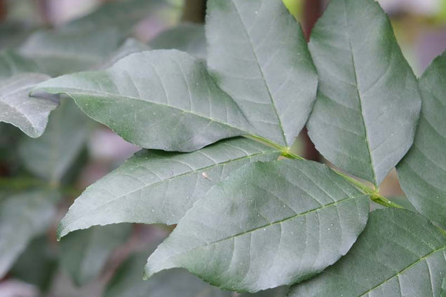 Fraxinus ornus blad