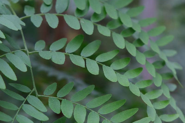 Gleditsia triacanthos 'Shademaster' blad