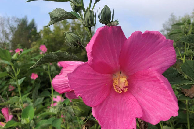 Hibiscus moscheutos bloem