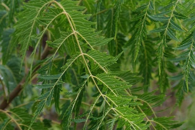 Juglans nigra 'Laciniata' blad
