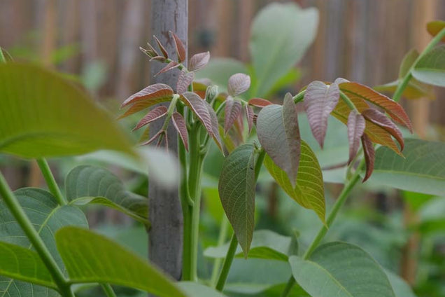Juglans regia 'Bella Maria' blad