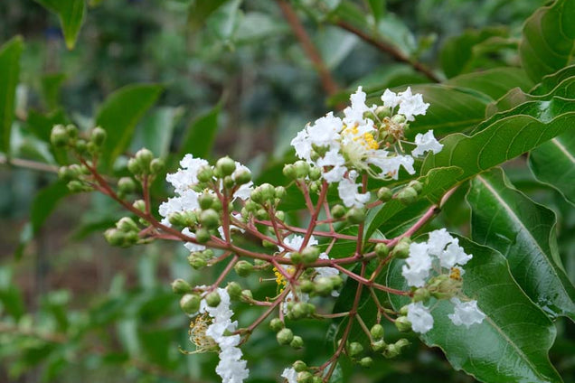 Lagerstroemia 'Natchez' bloem