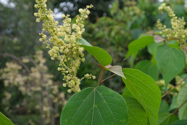 Mallotus japonicus bloem