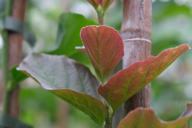 Parrotia persica 'Jodrell Bank' blad