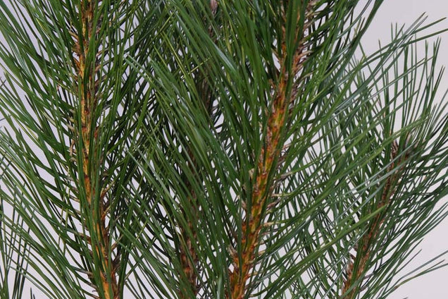 Pinus nigra naald