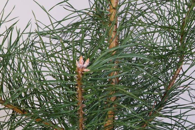 Pinus sylvestris naald