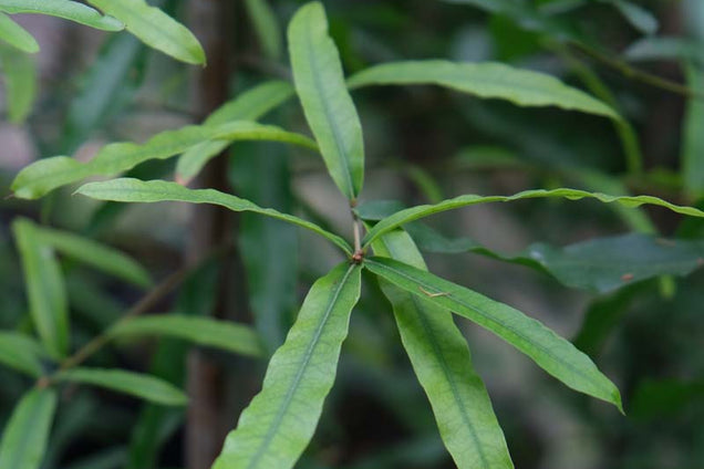 Quercus phellos blad