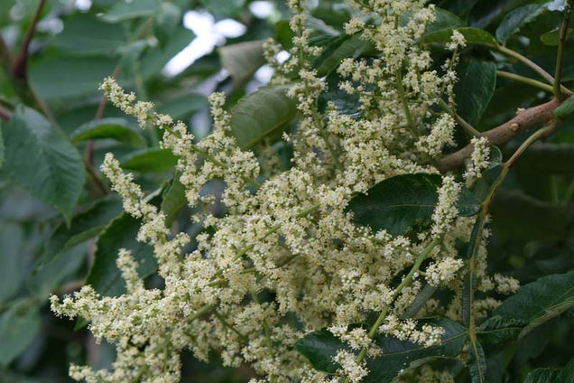 Rhus chinensis bloem