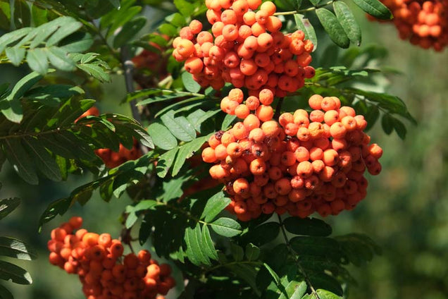 Sorbus scalaris bes
