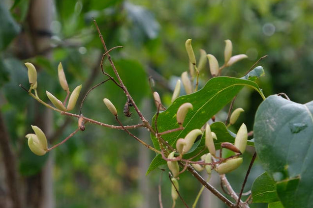 Syringa pekinensis bloem
