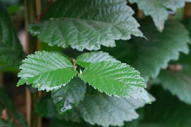 Ulmus 'Patriot' blad