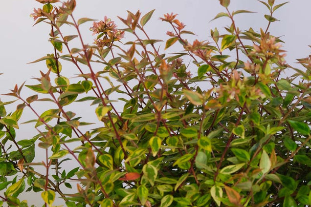 Abelia grandiflora 'Kaleidoscope' blad