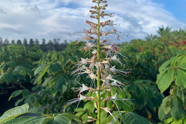 Aesculus parviflora bloem