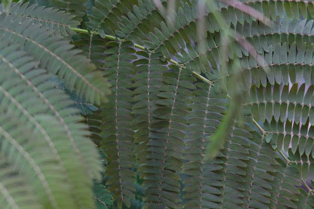 Albizia julibrissin 'Evi's Pride' blad