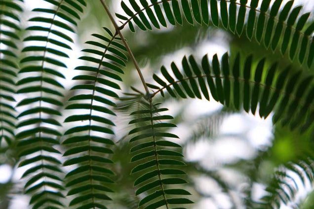 Albizia julibrissin 'NCAJ1' blad