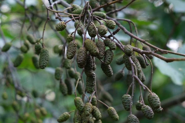 Alnus incana kegel