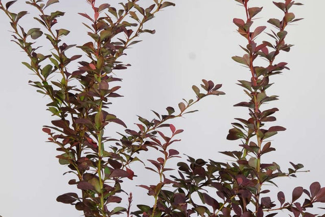 Berberis thunbergii 'Atropurpurea' blad