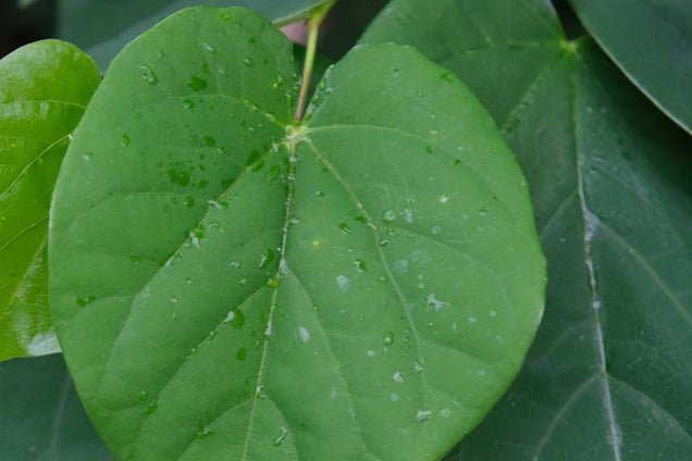 Cercis chinensis blad
