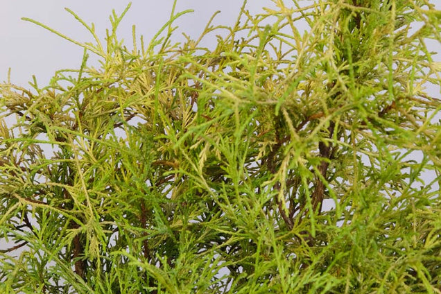 Chamaecyparis pisifera 'Sungold' naald