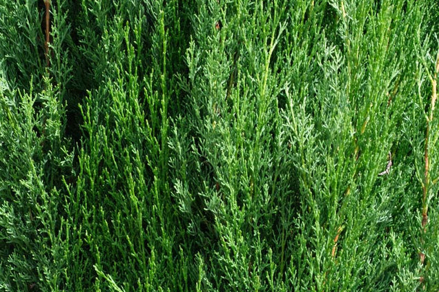 Cupressus sempervirens twijg