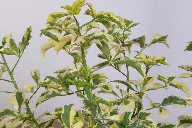 Eleutherococcus sieboldianus 'Variegatus' blad