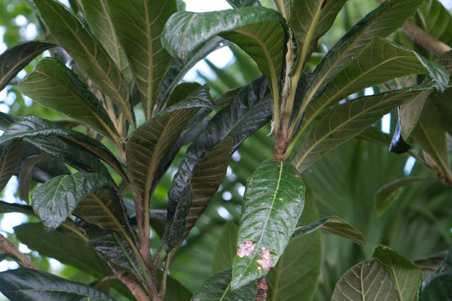 Eriobotrya japonica blad