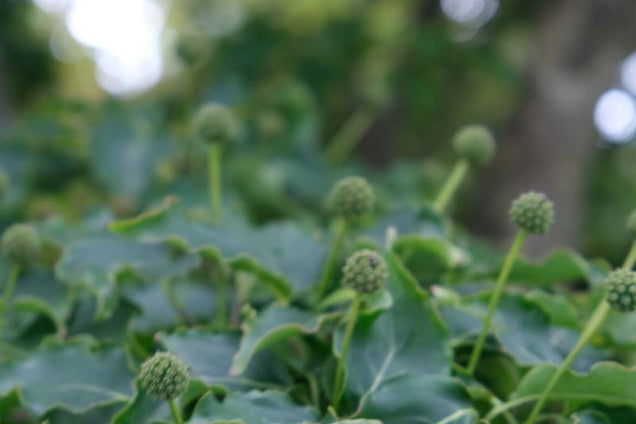 Hedera helix 'Arborescens' bloem