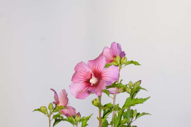 Hibiscus syriacus 'Pink Flirt' bloem