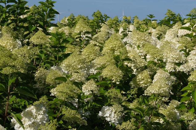 Hydrangea paniculata bloem