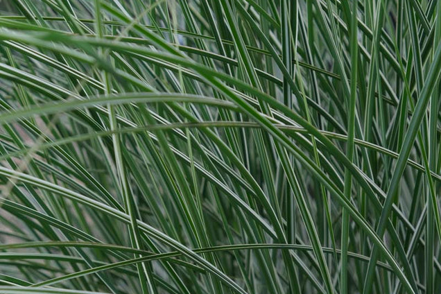 Miscanthus sinensis 'Morning Light' blad
