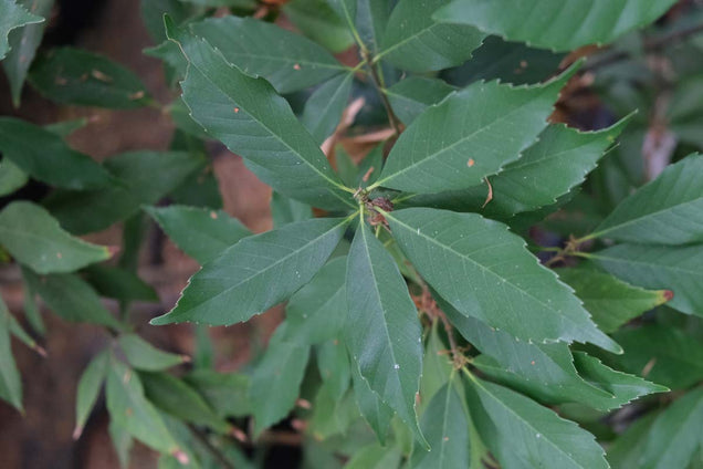Quercus glauca blad