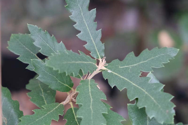 Quercus hispanica 'Ambrozyana' blad